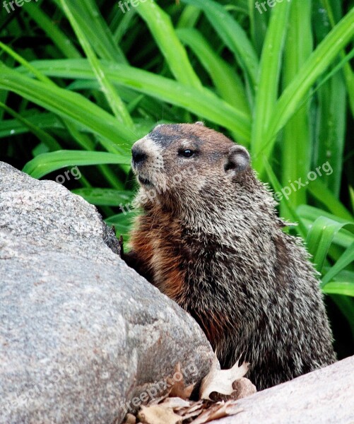 Rodent Animal Groundhog Wildlife Wild