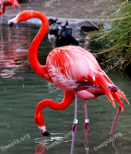 Bird Flamingo Pink Nature Free Photos