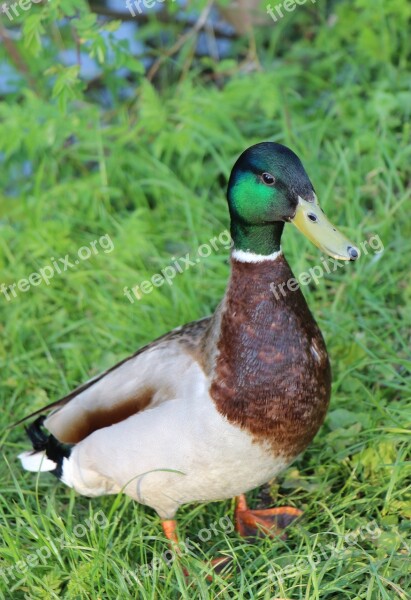 Duck Mallard Animal Nature Meadow