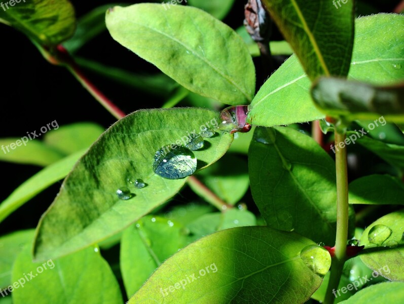 A Drop Of Rain Garden Feather After The Rain