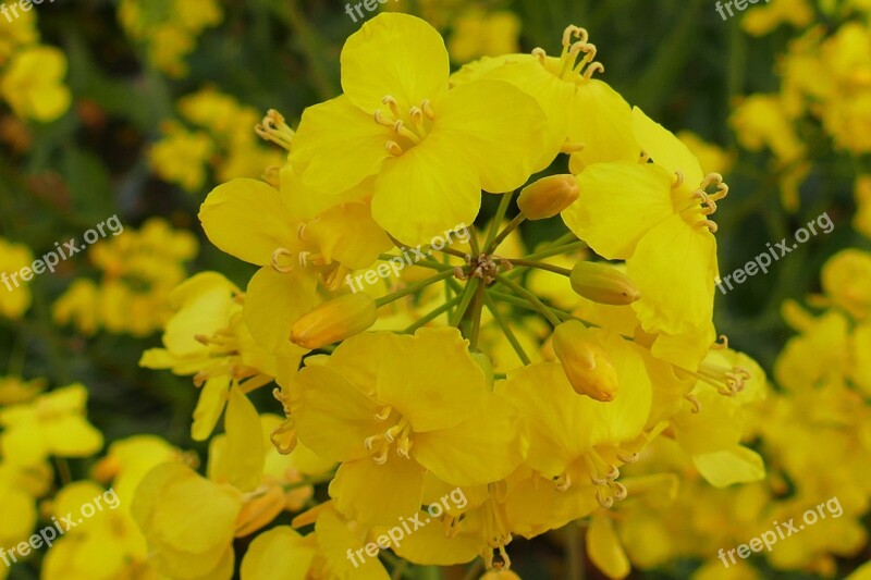 Oilseed Rape Blossom Bloom Close Up Agriculture