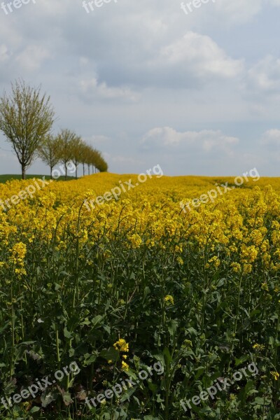 Oilseed Rape Blossom Bloom Agriculture Rare Plant