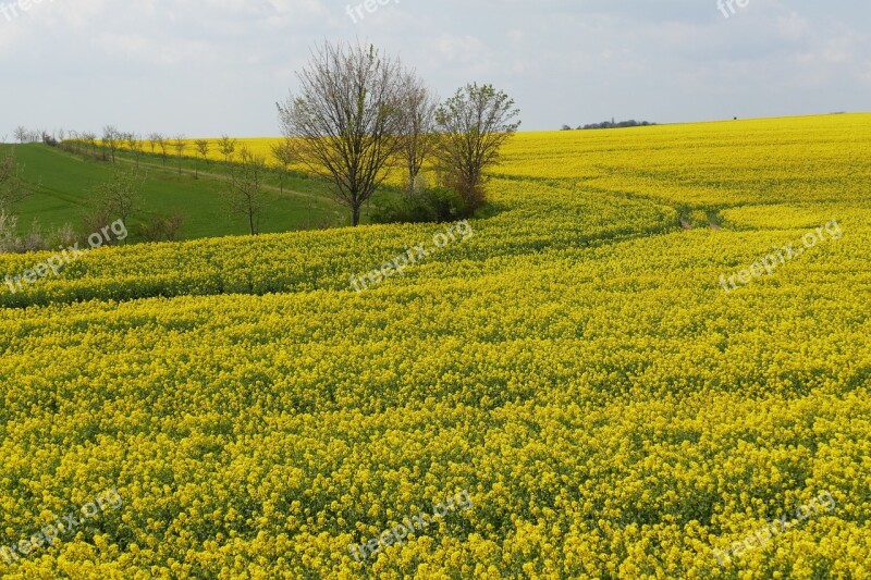 Oilseed Rape Blossom Bloom Agriculture Rare Plant