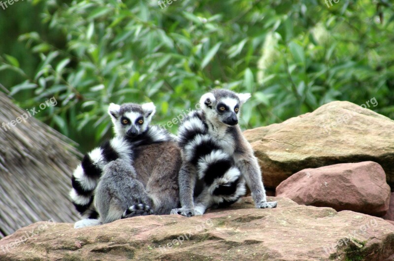 Lemurs Zoo Animals Madagascar Wild