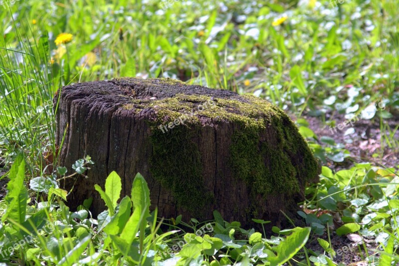 Trunk Tree Moss Omszałe Old