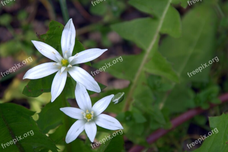 White Flower Tiny Flower Asterisk Plant Flowers