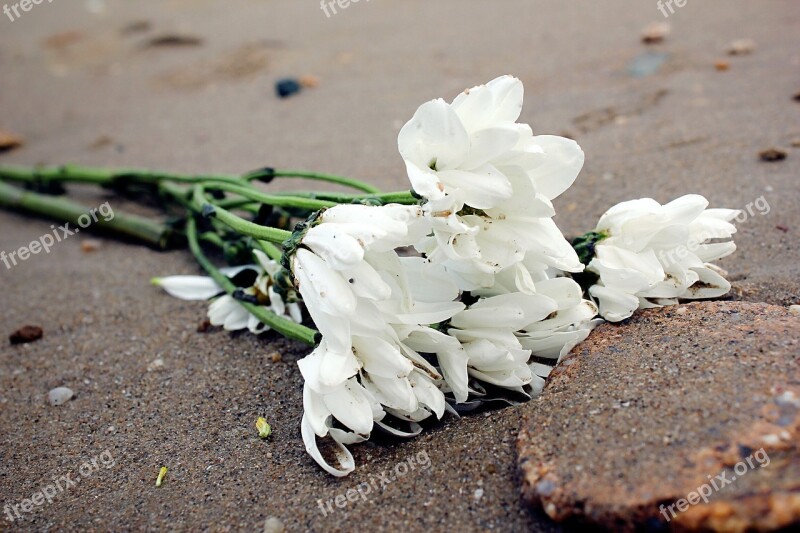 White Flower Lonely Beach Free Photos