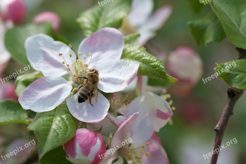 Bee Apple Pollination Apple Flower Spring