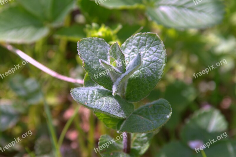 Mint Plant Fresh Herb Green