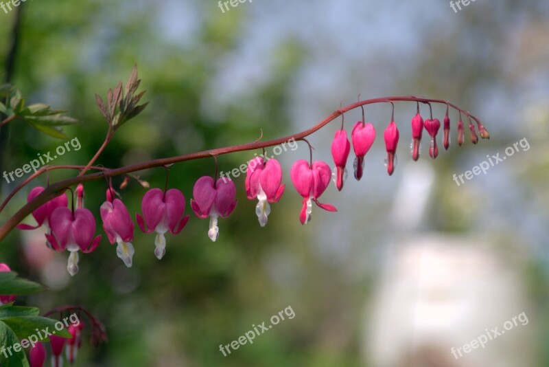 Pink Hearts Flowers Heart Flower The Stem