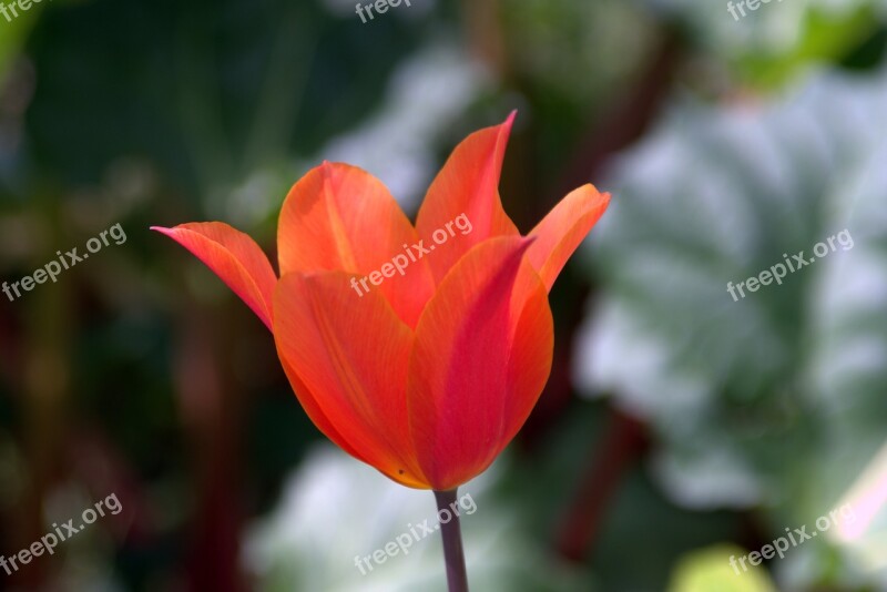 Tulip Orange Frayed Jagged Tulip Spring