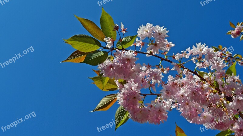 Japanese Cherry Trees Cherry Branch Spring Cherry Tree Cherry Blossom