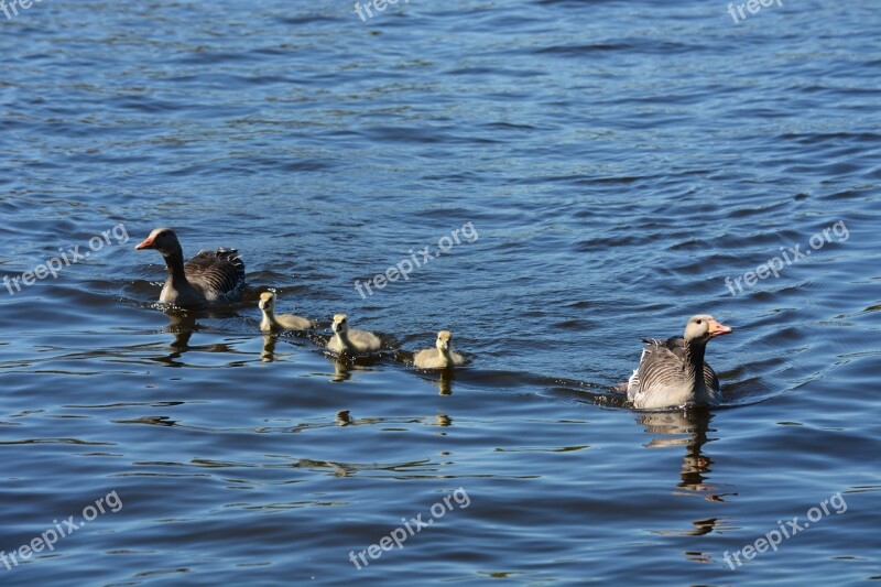 Grey Geese Family Waterfowl Swim Spring