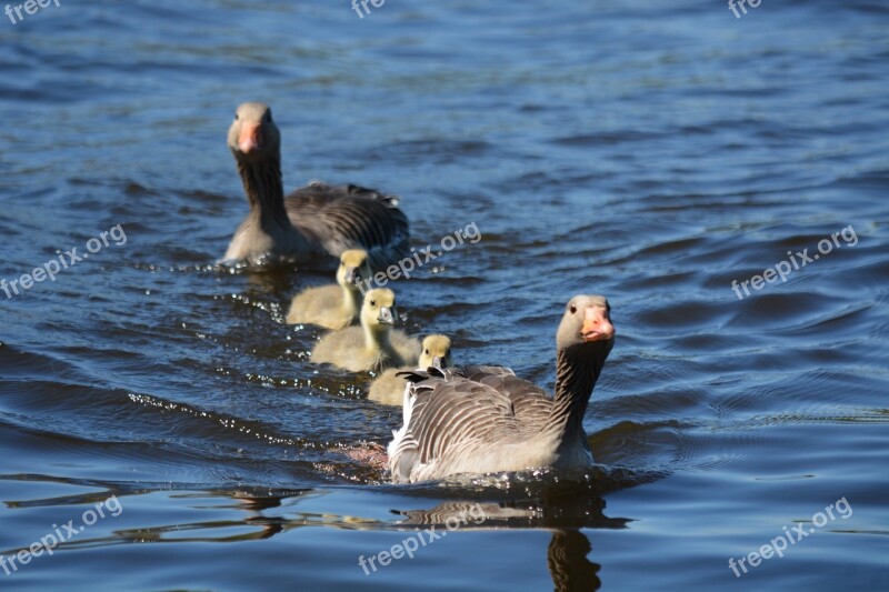 Grey Geese Family Waterfowl Swim Spring