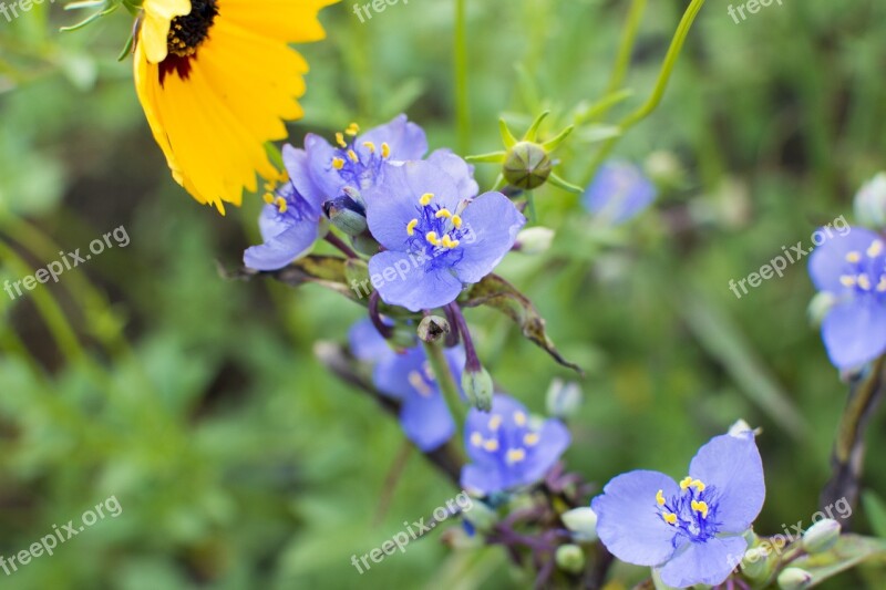 Spiderwort Flower Tradescantia Purple Bloom