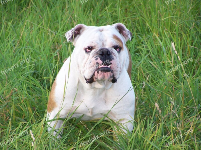 Bulldog English Bulldog Dog Companion Animal