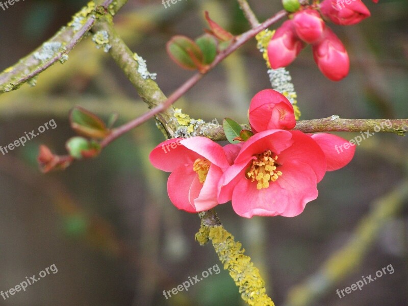 Flowering Tree Spring Bud Flower Fruit Tree