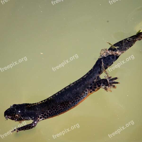 Alpine Newt Salamander Amphibian Newt Aquatic