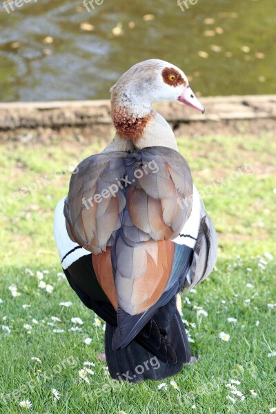 Egyptian Goose Nature Goose Geese Spring