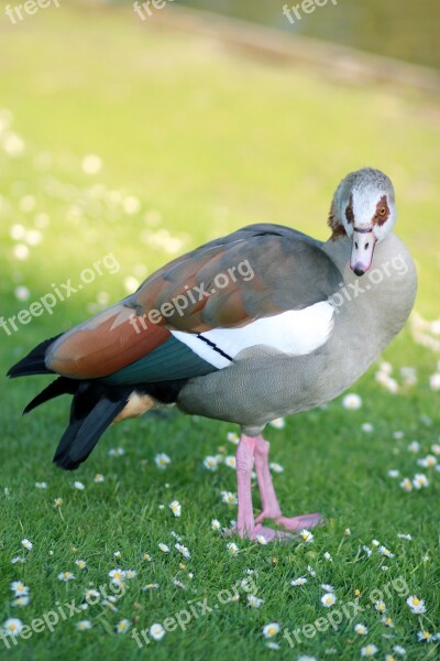 Egyptian Goose Nature Goose Geese Spring