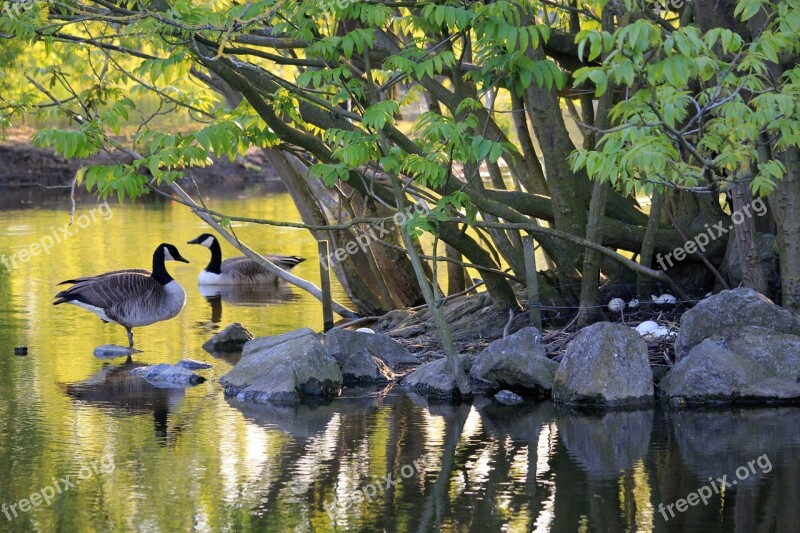 Canadian Goose Goose Geese Bird Nature