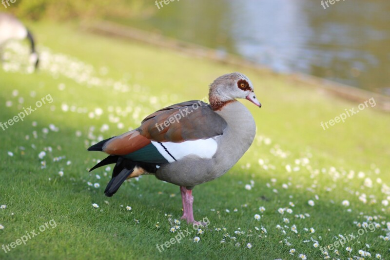 Egyptian Goose Goose Geese Bird Nature