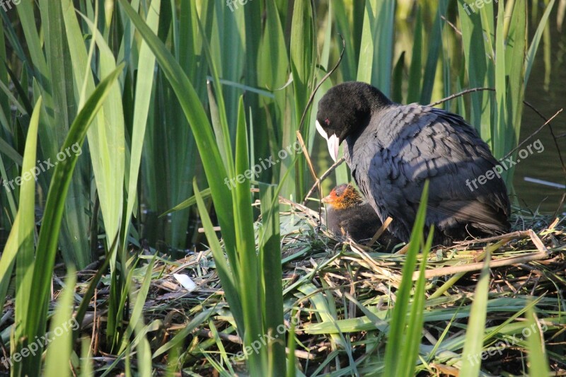 Motherly Love Chicks Protection Nature Coot