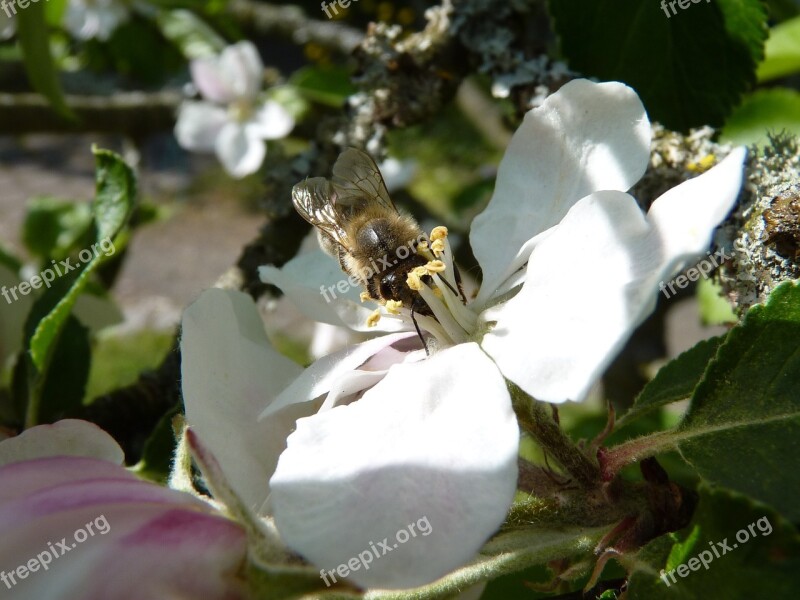 Bee Apple Blossom Apple Blossom Bloom