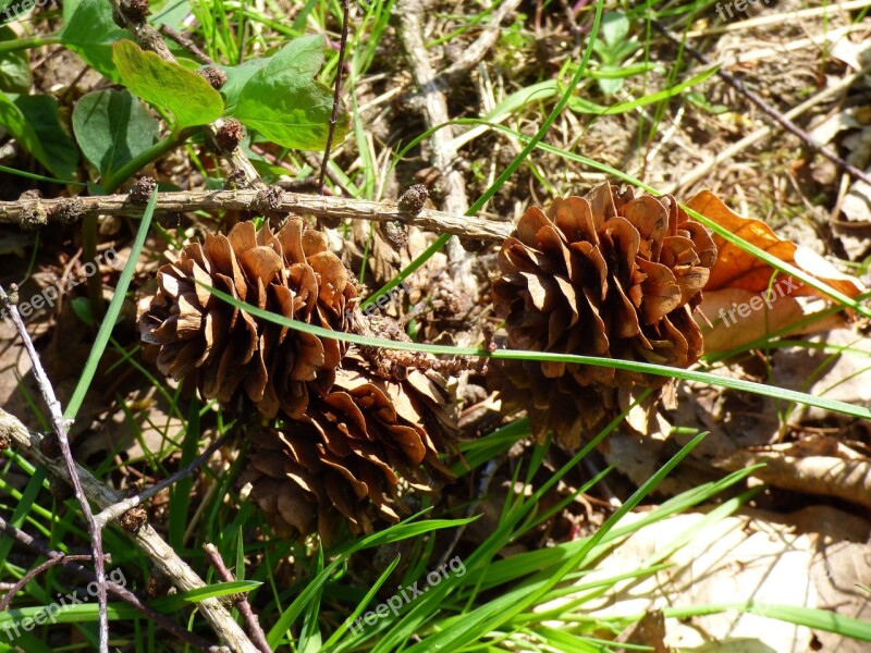 Cones Spring Nature Cone Twig