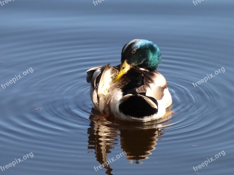 And Lake Bird Water Ducks