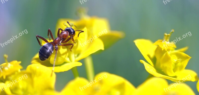 Ant On Morning Game Drive Wood Ant Cypress Spurge Spurge Forest