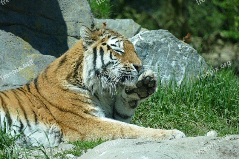 Tiger Amurtiger Siberian Tiger Big Cat Predator