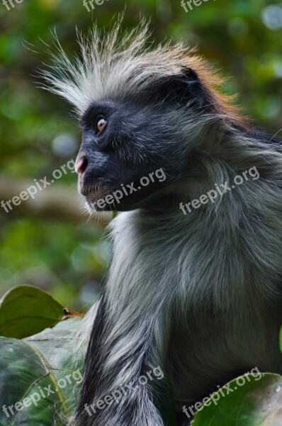 Red Colobus Monkey Monkey Profile Colobus Africa