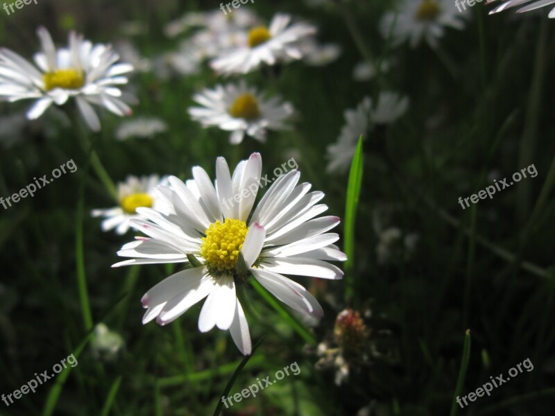 Daisy Blossom Bloom Close Up Spring