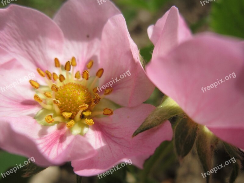 Strawberry Flower Pink Close Up Strawberry Pistil