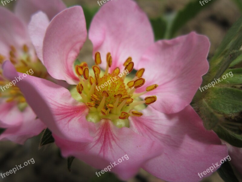 Strawberry Flower Strawberry Blossom Bloom Close Up