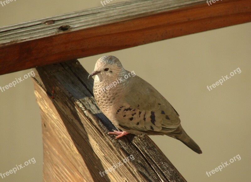 Ave Columbina Passerina Caribbean Dominican Republic Fauna