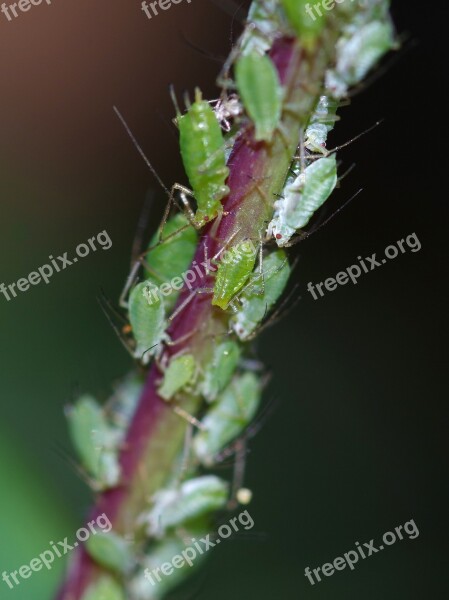 Greenfly Pest Bugs Overcrowding Busy