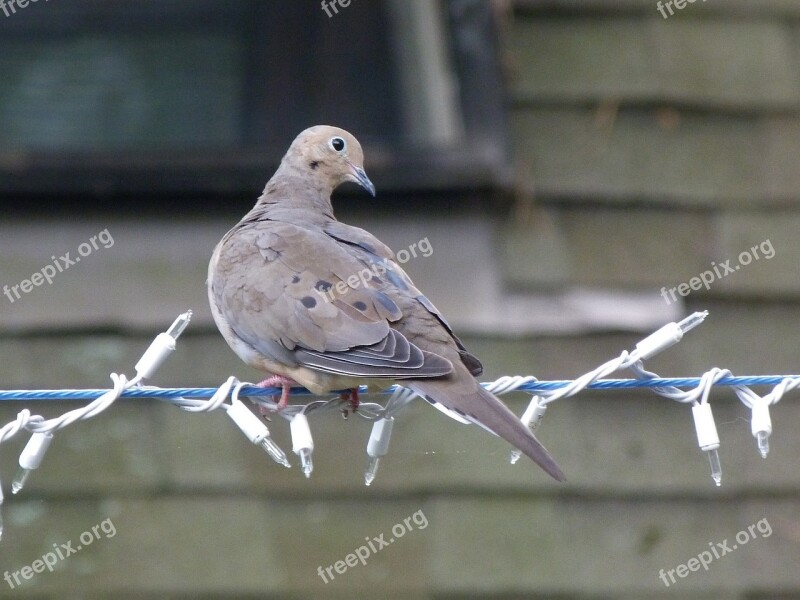 Dove Pigeon Nature Bird Mourning Dove