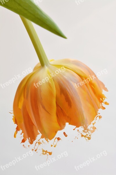 Flower Tulip Orange Orange Tulip Blossom