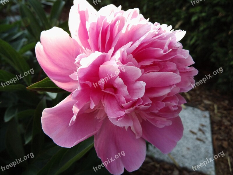 Peony Pink Blossom Bloom Flower