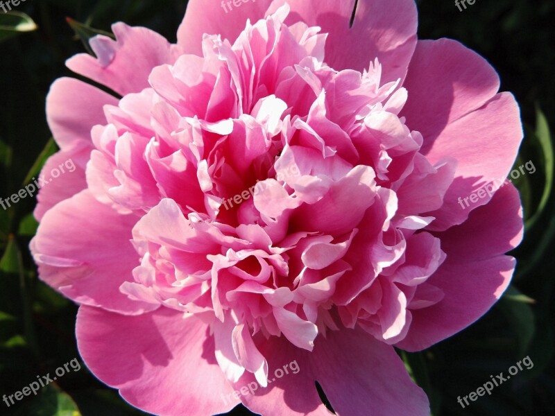 Peony Pink Blossom Bloom Flower