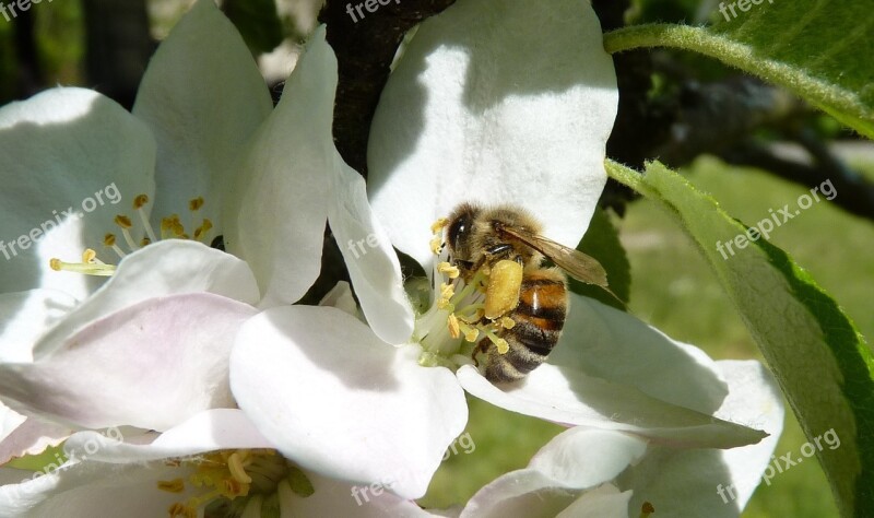 Bee Pollen Legs Apple Tree Apple