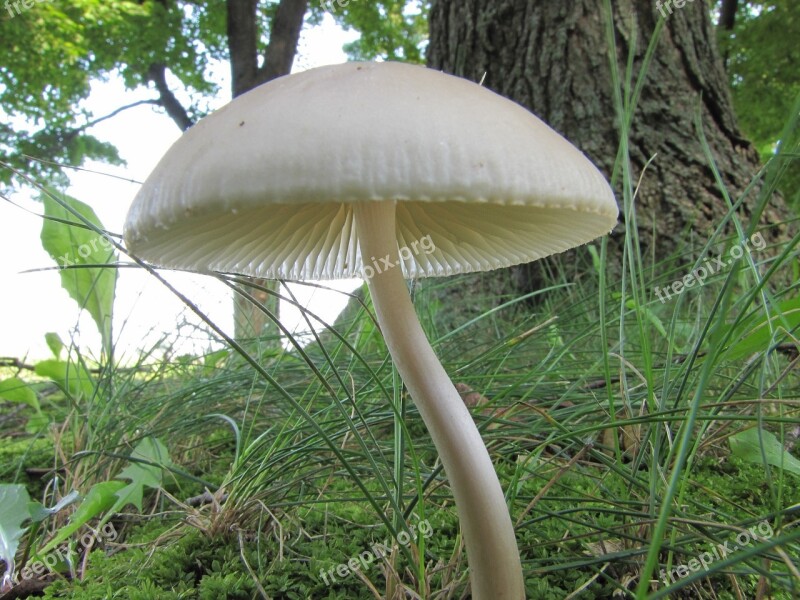 Mushroom Wild Fungi Nature Toadstool