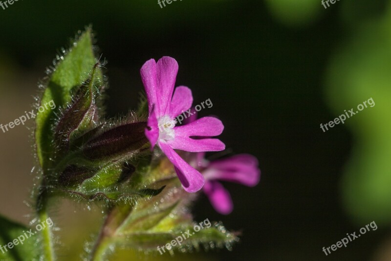 Red Campion Dianthus Flower Wild Plant Wild Flower