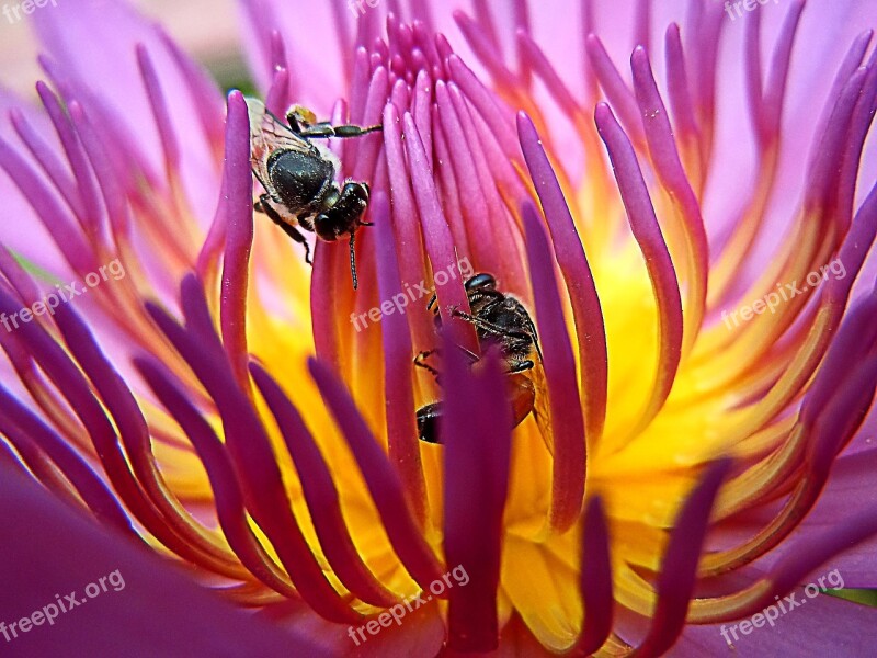 Bee Lotus Gregory Sonbua Bua Ban Free Photos