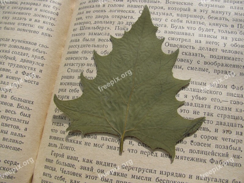 Herbarium Sheet Leaves Book Autumn