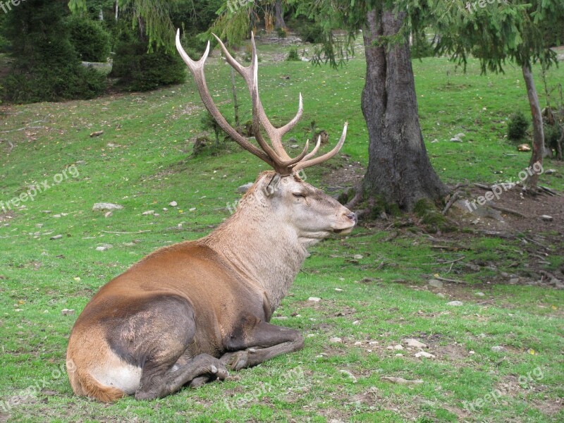 Deer Animals The Horn Of Africa Wild Deer Zoo