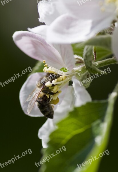 Apple Blossom Blossom Bloom White Honey Bee