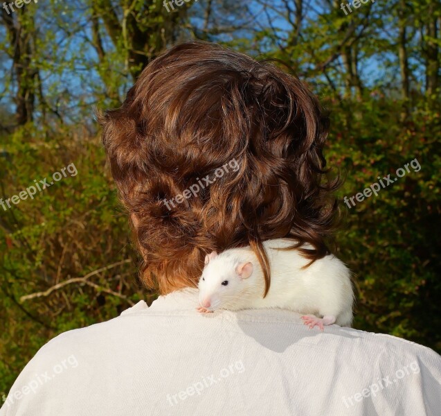 Human Head From Behind Shoulder Rat Trustful